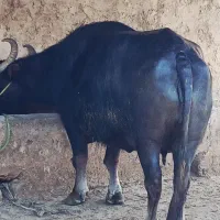 گاومیش زایده
