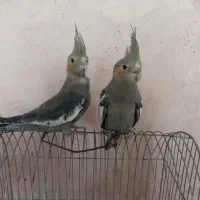 جوجه عروس هلندی