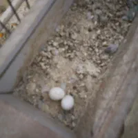 فنچ|پرنده|یاسوج, |دیوار