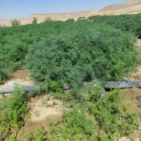 شویت خشگ شده