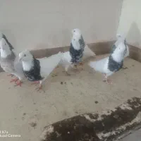 کبوتر توقی هفت رنگ|پرنده|شادگان, |دیوار