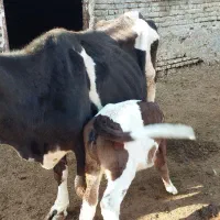 یک عدد گاو با گوساله ماده|حیوانات مزرعه|اشنویه, |دیوار