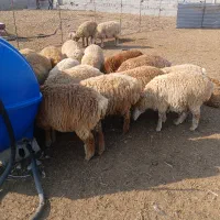 بره اوداخ