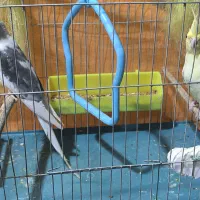 «جفت عروس هلندی مولد خاص(نر دوکت آلبینوکمیاب|پرنده|باوی, |دیوار