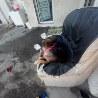 واگذار  یک نر ژرمن بلک هستم