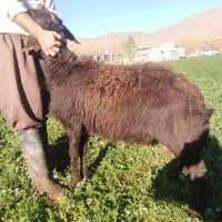 بره ماده و کاور بران