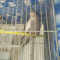 عروس هلندی نیمه سخنگو