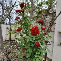 فروش-منزل-ویلایی