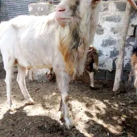 فروش بزسانن 5کیلوشیرضمانتی وتکه کل 60میلیون|حیوانات مزرعه|شهمیرزاد, |دیوار