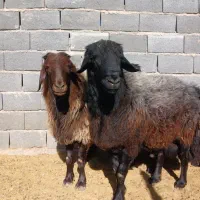 قوچ هترو افشاری