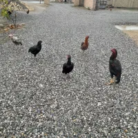 ۴عدد مرغ ویک عدد خروس لاری