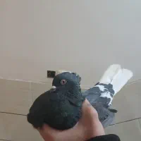 سیاه دم  سفید