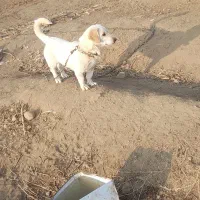 پاکوتاه‌طلا‌خانوم