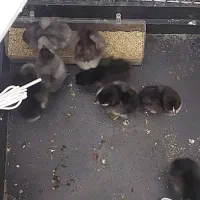 جوجه ۳روزه گلپایگان|حیوانات مزرعه|شاهین‌شهر, مسکن مهر|دیوار