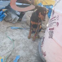 سگ دوبرمن حرف گوش کن زرنگ نگهبان( رایگان )