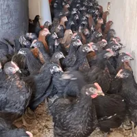 وارو خروس مشکی بومی گلپایگان