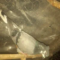 ۲جفت کفتر و چندتا تک|پرنده|رشت, یخسازی|دیوار