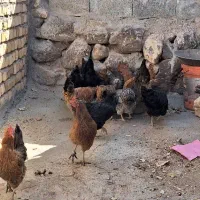 مرغ تخم گذار