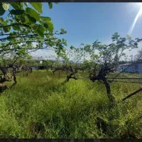 فروش زمین شمال ایران(گیلان-روستای توریستی ساحلی)|فروش زمین و ملک کلنگی|کلاچای, |دیوار