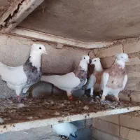 کبوتر طوقی هفت رنگ