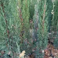 فروش سرو ناز شیراز اصلی|گل و گیاه طبیعی|شهرکرد, |دیوار