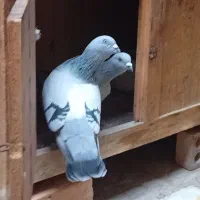 یه جفت کفتر عطیقه