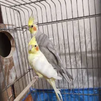 دوجفت عروس پاریس