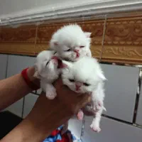 گربه پرشین سوپر فلت