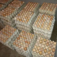 تخم مرغ محلی (گلپایگانی)