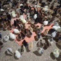 جوجه رسمی گلپایگان فقط 55