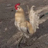 خروس طلایی ریش بلند