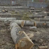 خرید انواع چوب|خدمات باغبانی و درختکاری|باسمنج, |دیوار