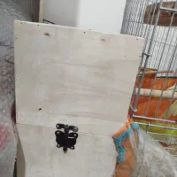 لونه پرنده|لوازم جانبی حیوانات|دوگنبدان, |دیوار