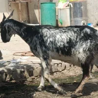 تروشت بز سندی|حیوانات مزرعه|ایرانشهر, |دیوار