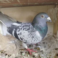 کبوتر پلاکی با ی فنس بزرگ|پرنده|بهبهان, |دیوار