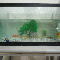 اکواریوم فروشی سالم 30در60