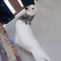 طوقی تمیر|پرنده|یاسوج, |دیوار