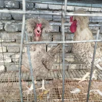 یه جفت لهستانی پاک خروس ویاندوت بلورد|حیوانات مزرعه|اصفهان, جوزدان الیادران|دیوار