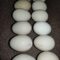 تخم نطفه دار