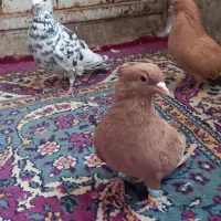 کفترزردکرمانی کاکلی|پرنده|سبزوار, فقیه سبزواری|دیوار