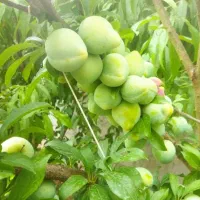 باغبانی ،درخت کاری هرس حرفه ای|خدمات باغبانی و درختکاری|لاهیجان, کوی استادان|دیوار