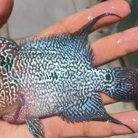 ماهی فلاور نر