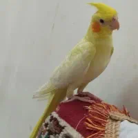 جوجه عروس هلندی|پرنده|ساوه, |دیوار