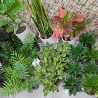 حراج گل های آپارتمانی|گل و گیاه طبیعی|اصفهان, پوریای ولی|دیوار