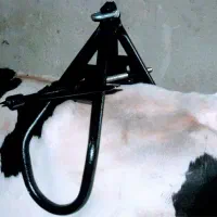 جک بلند کننده گاو و جک زایمان گوساله