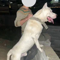 دوگوآرژانتینو خالص شکار گله نگهبانی