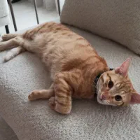 نژاد DSH آماده جفت گیری با ماده شما|گربه|گنبد کاووس, |دیوار