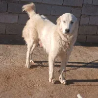 سگ ماده سفید آلابای