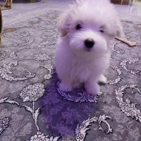 شیتزو کراس 5ماهه