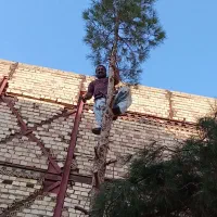 قطع وبرش وتیکه کردن چوب هرس درخت خشک بااره موتوری